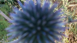 آليات الدفاع النفسي – البدائية والناضجة - Psychological Defense Mechanisms - Primitive Defense Mechanism/Higher-level Defense Mechanisms - د. محمود صبحي سعيد - Dr. Mahmud Said, Ph.D. آليات الدفاع النفسي – البدائية 